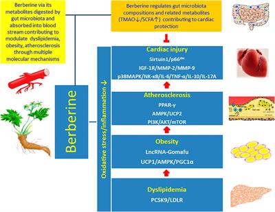 The Effective Role of Natural Product Berberine in Modulating Oxidative Stress and Inflammation Related Atherosclerosis: Novel Insights Into the Gut-Heart Axis Evidenced by Genetic Sequencing Analysis